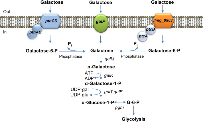 FIGURE 4