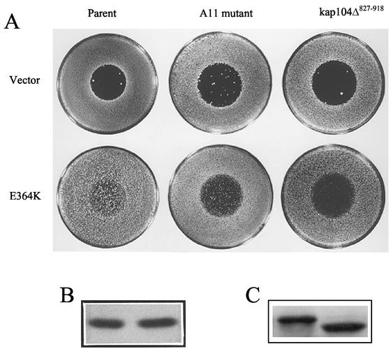 FIG. 5.