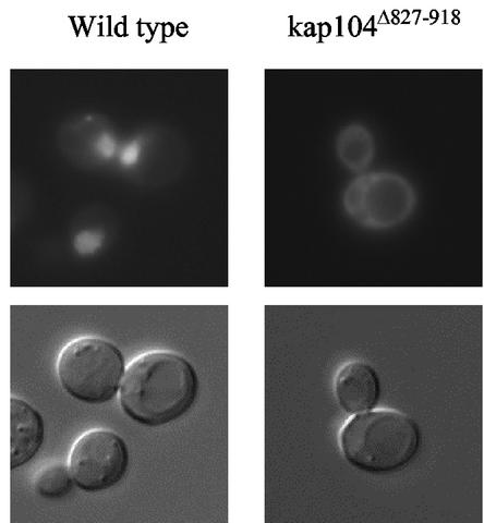 FIG. 7.