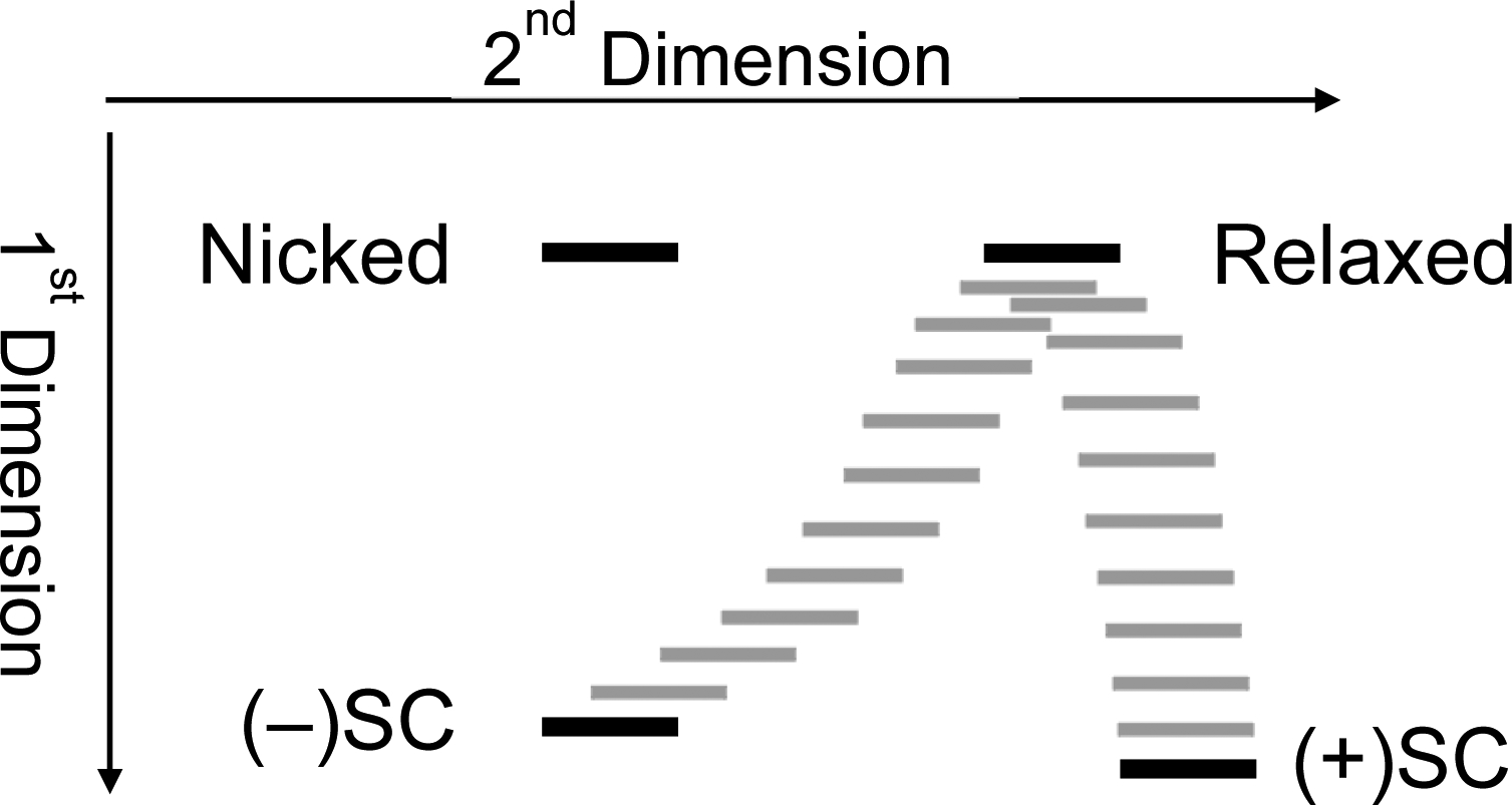 Two-Dimensional Gel Electrophoresis to Resolve DNA Topoisomers - PMC