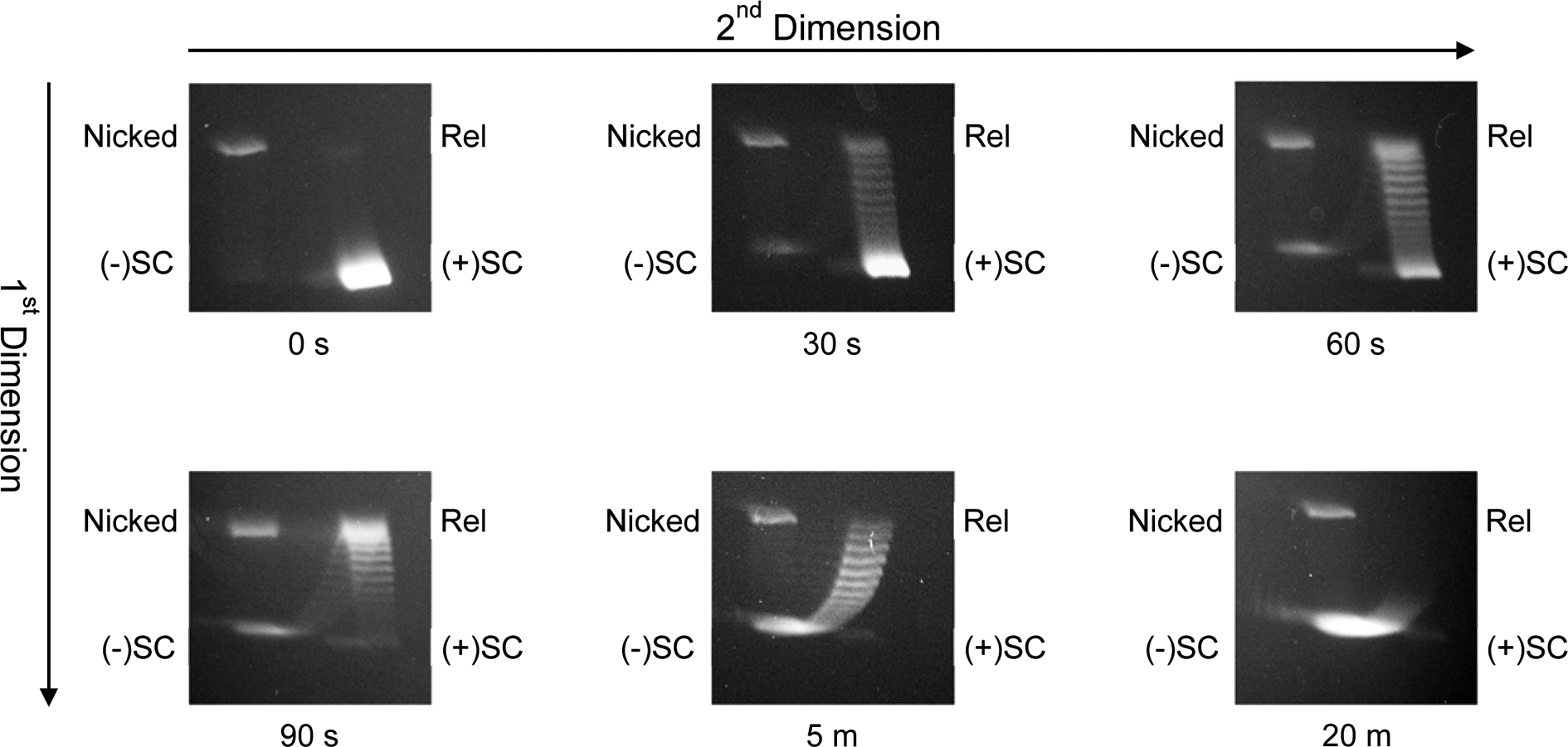 Two-Dimensional Gel Electrophoresis to Resolve DNA Topoisomers - PMC