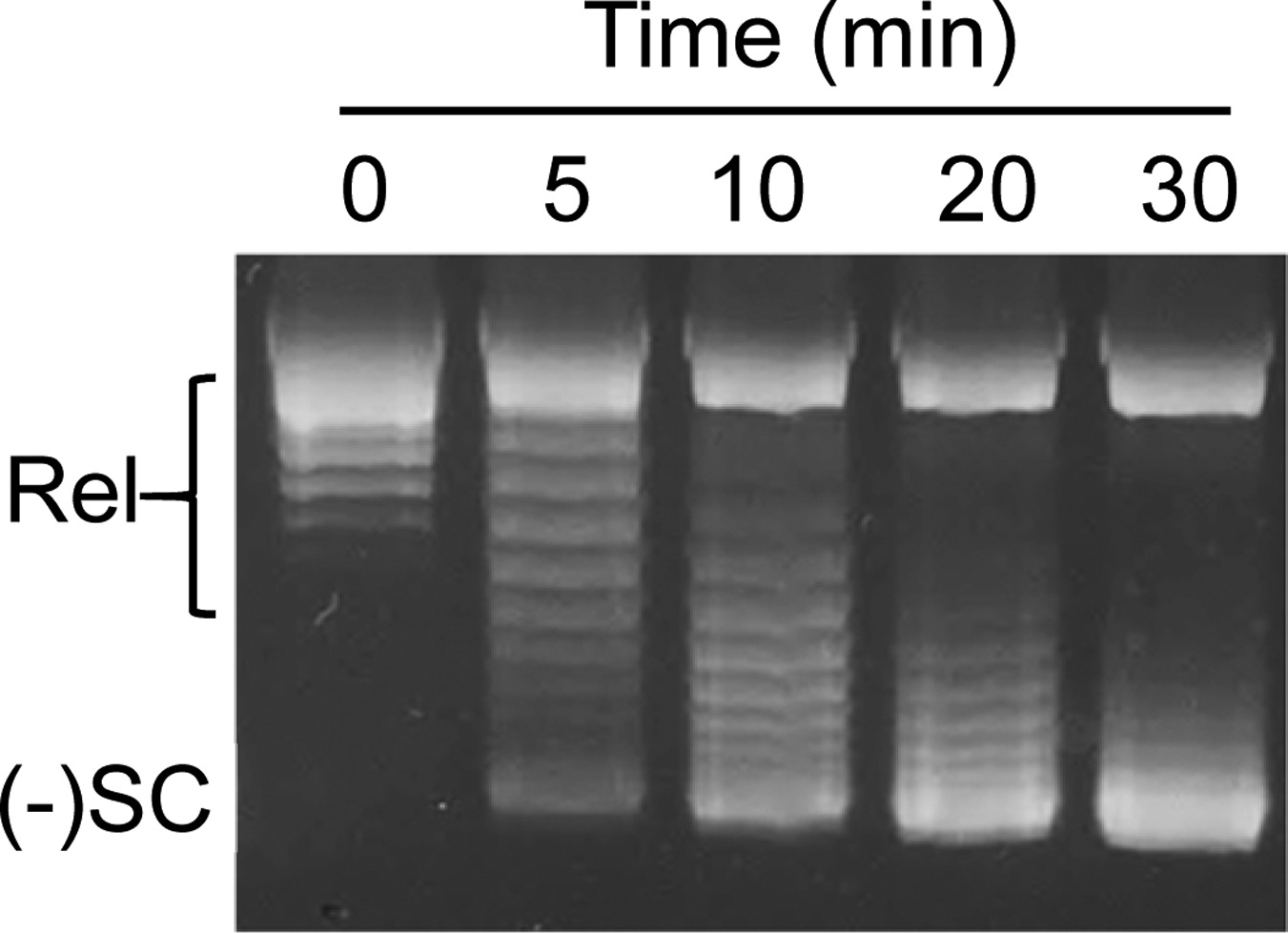 Two-Dimensional Gel Electrophoresis to Resolve DNA Topoisomers - PMC