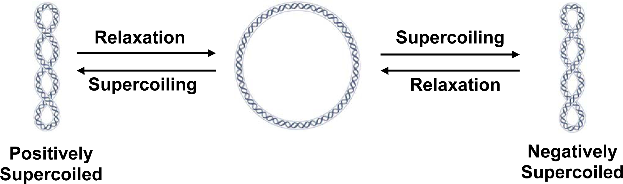 Two-Dimensional Gel Electrophoresis to Resolve DNA Topoisomers - PMC