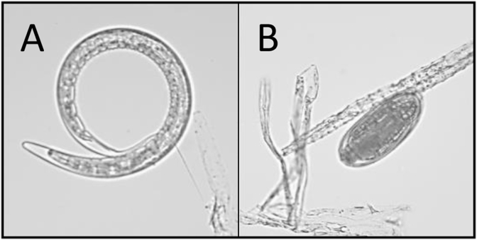 Fig. 1