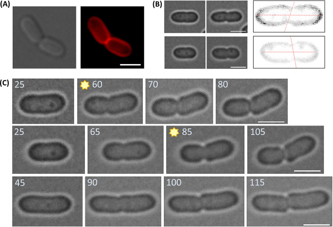 FIG 6