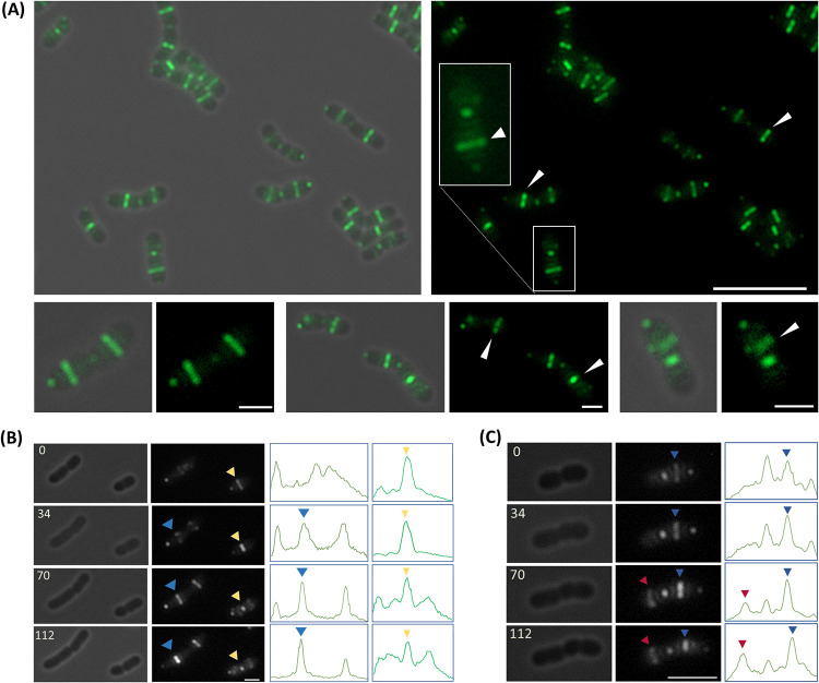 FIG 3