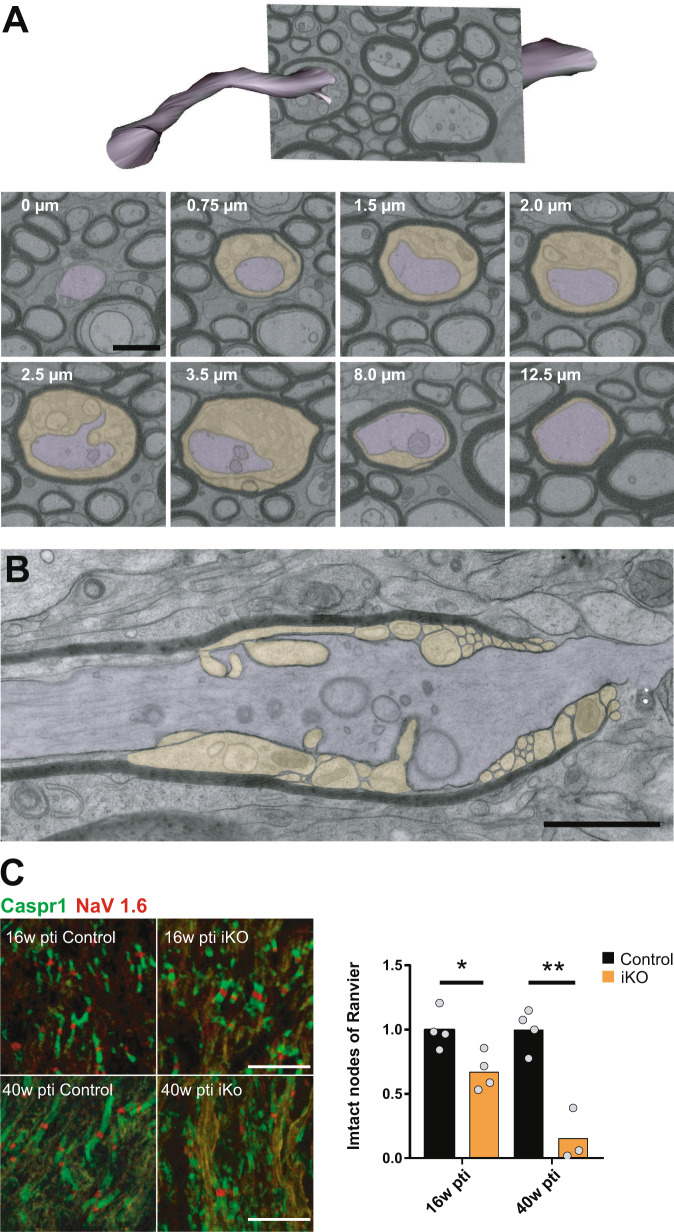 Fig. 6