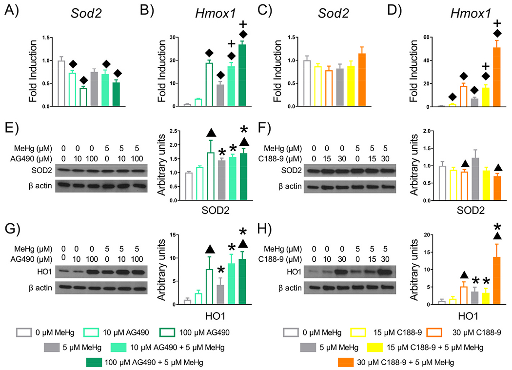 Corrigendum to The antioxidant role of STAT3 in methylmercury induced Corrigendum to The antioxidant role of STAT3 in methylmercury induced
