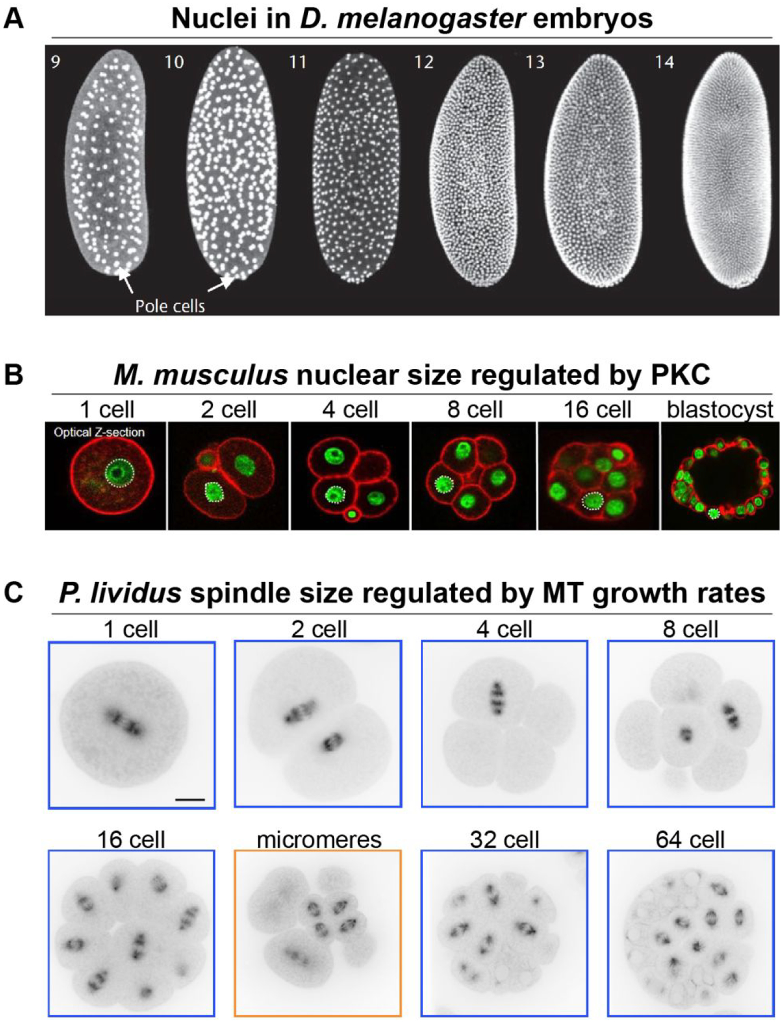 Figure 4: