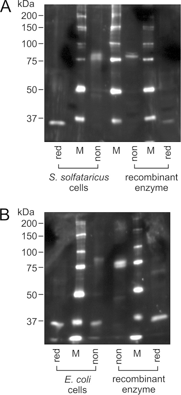 FIG 5