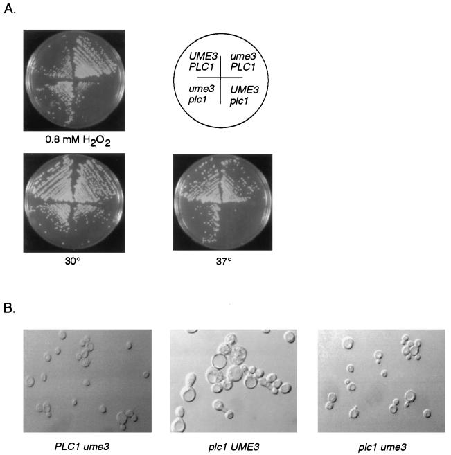 FIG. 8