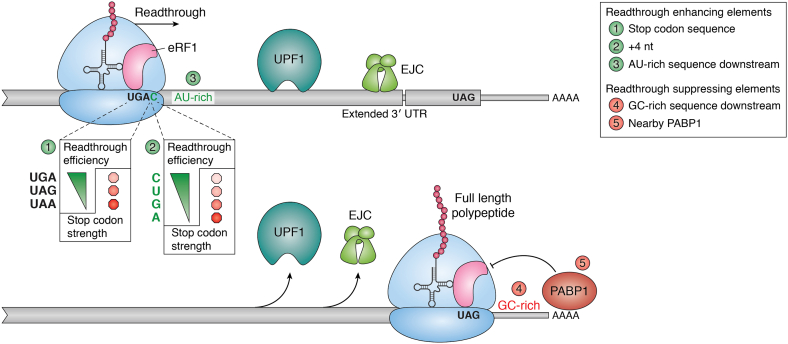 Figure 4