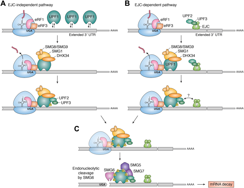 Figure 2