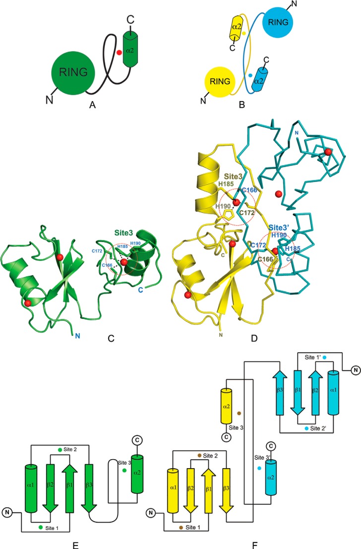 FIGURE 4.