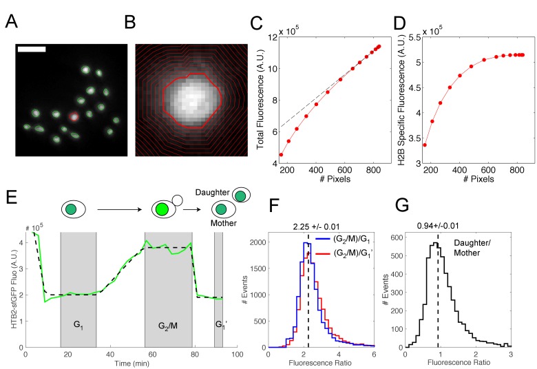 Figure 1—figure supplement 2.