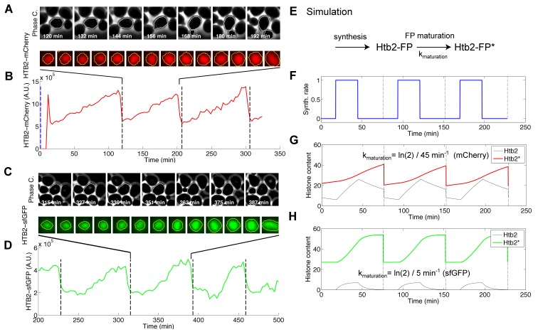 Figure 1—figure supplement 4.