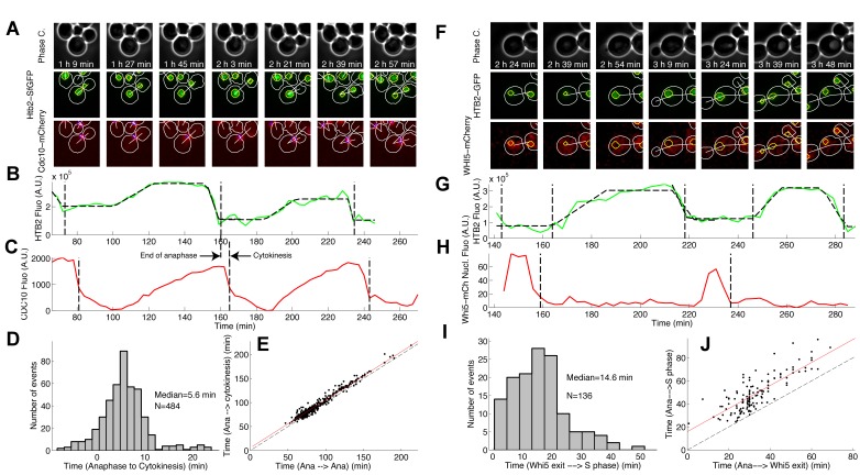 Figure 1—figure supplement 5.