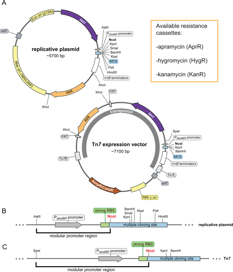 Plasmid map and transposon system details the replicative plasmid and Tn7 expression vector. It also depicts modular promoter regions and multiple cloning sites for gene insertion on the replicative plasmid and Tn7 vector.