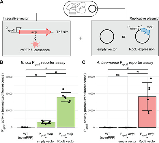 Integrative vector with mRFP fluorescence for measuring PrpoE activity, coupled with a replicative plasmid expressing RpoE. Bar graphs display reporter assay results for E. coli and A. baumannii, highlighting significant differences in fluorescence.