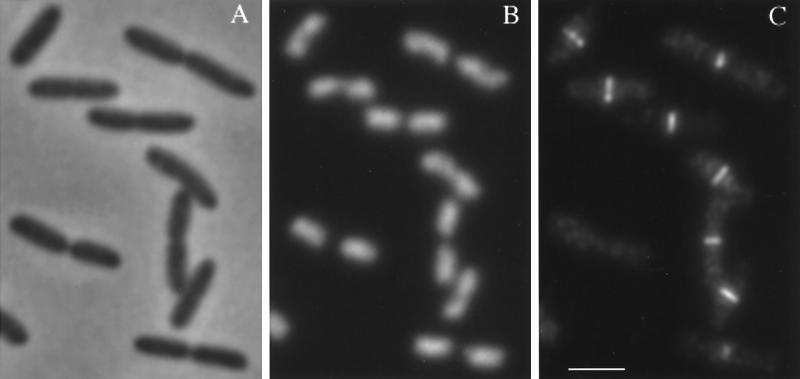 FIG. 8