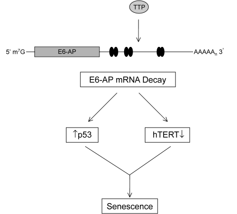 Figure 9.