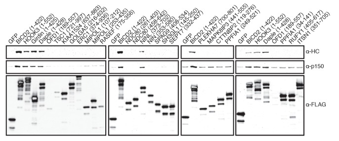 Figure 4—figure supplement 1.