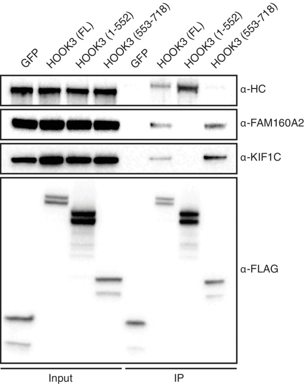 Figure 6—figure supplement 2.