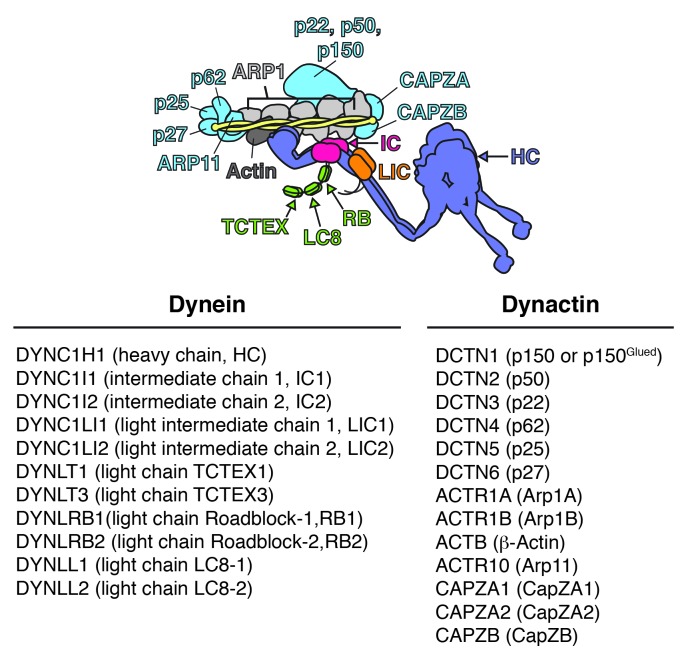 Figure 1—figure supplement 1.