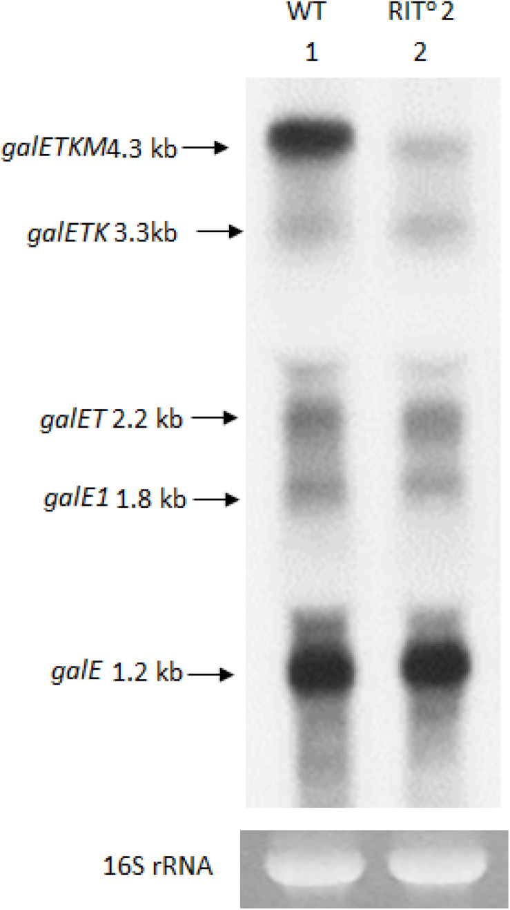 FIGURE 3