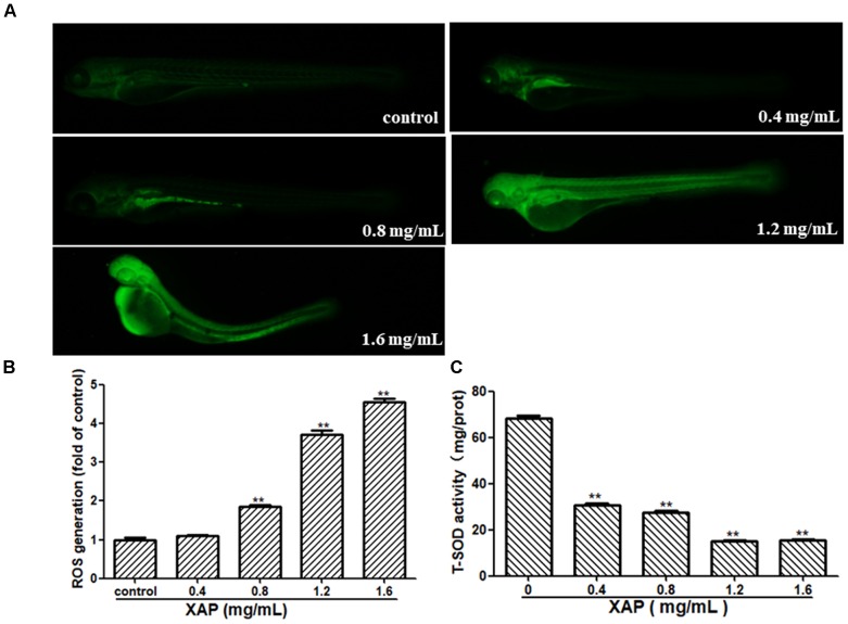 FIGURE 6