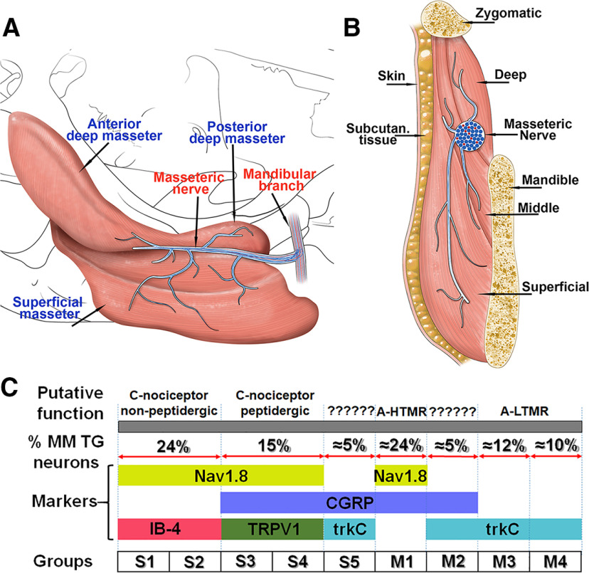 Figure 13.