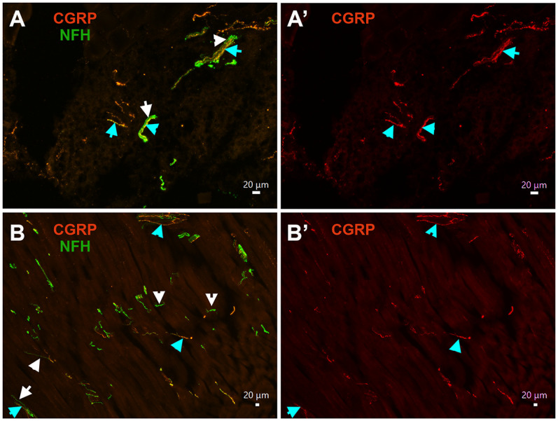 Figure 10.