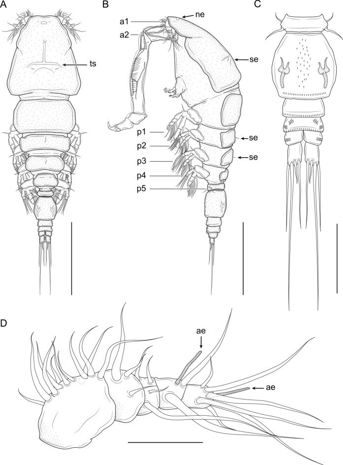 Fig. 4