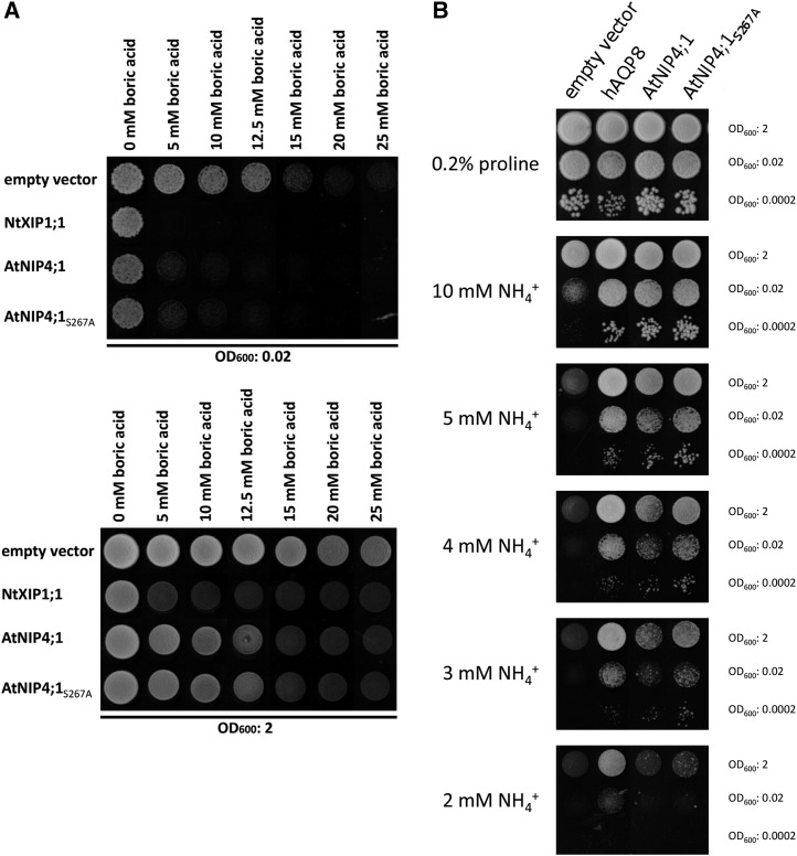 Figure 13.