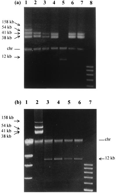 FIG. 6