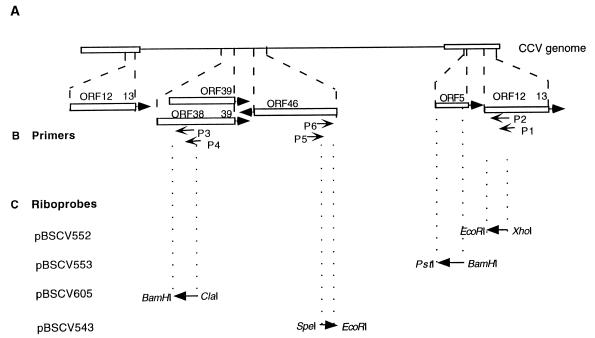 FIG. 1