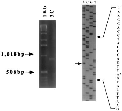 FIG. 5