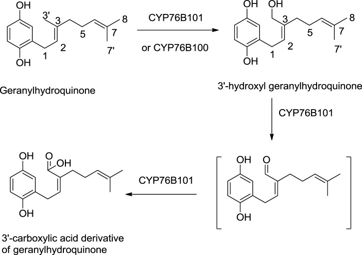 SCHEME 3