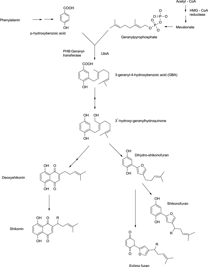 SCHEME 6