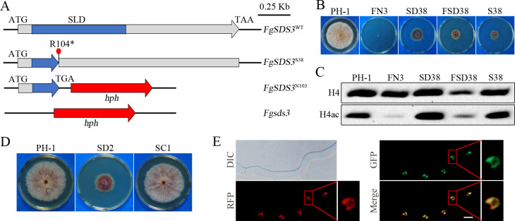 Fig 10