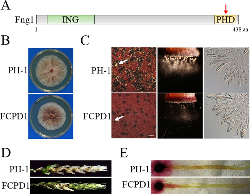 Fig 4