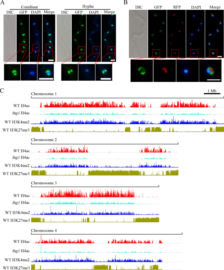 Fig 3