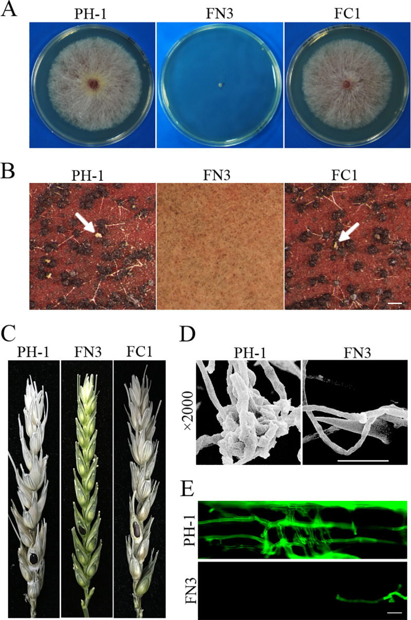 Fig 2