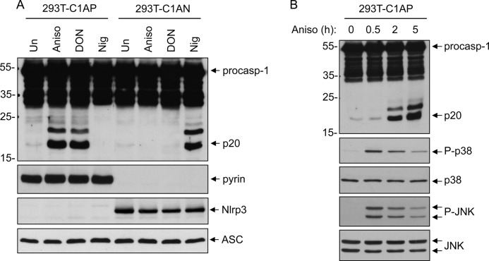 FIGURE 1.