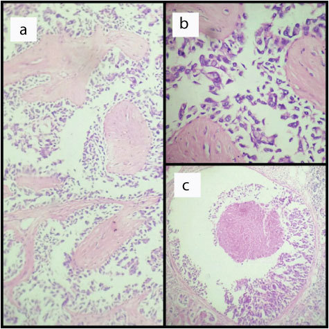 [Table/Fig-5]: