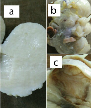 [Table/Fig-3]: