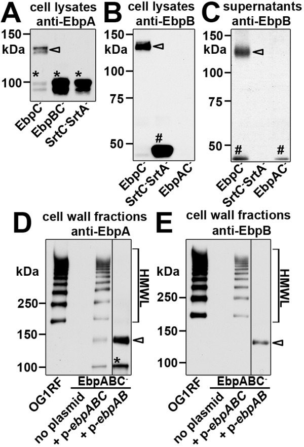 FIG 2 