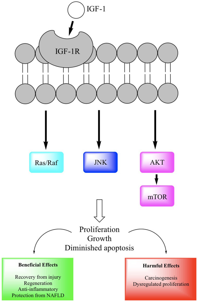 FIG 2