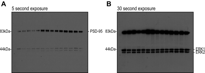 Fig. S1.