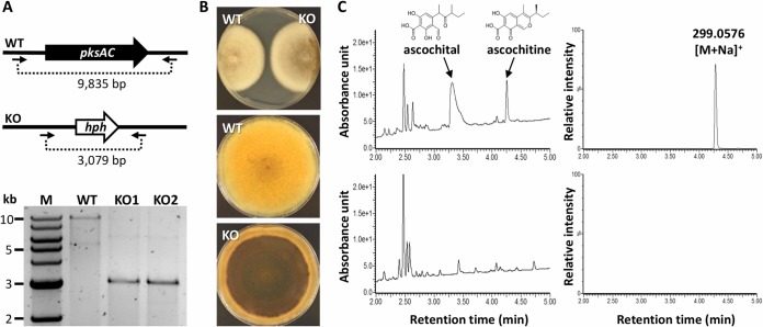 FIG 2